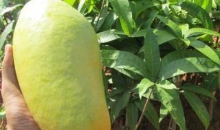 芒果种子怎么种成活率高 芒果种子怎么种